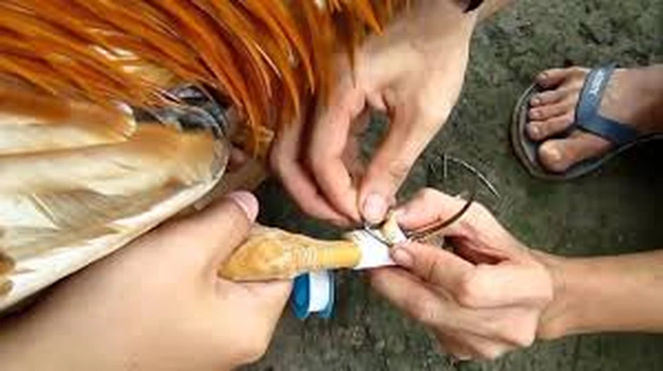 Vảy gà huyền trâm là gì - Khám phá bí ẩn và giá trị của giống gà này