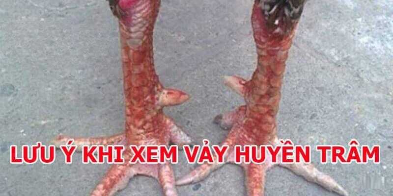 Vảy gà huyền trâm là gì - Khám phá bí ẩn và giá trị của giống gà này
