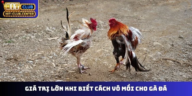 Giá trị lớn khi biết cách vô mồi cho gà đá