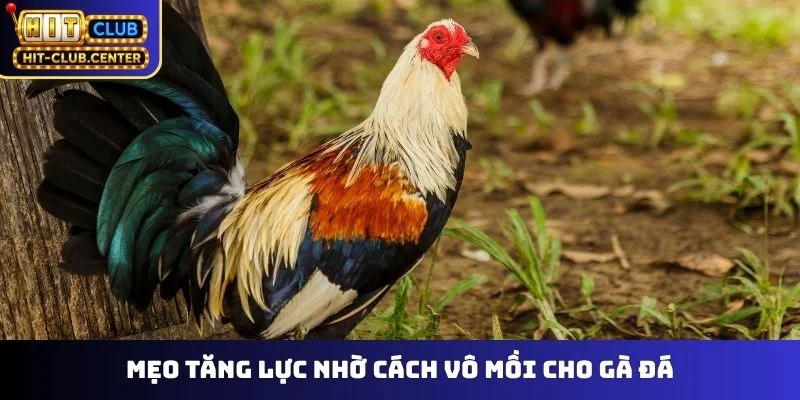 Mẹo tăng lực nhờ cách vô mồi cho gà đá