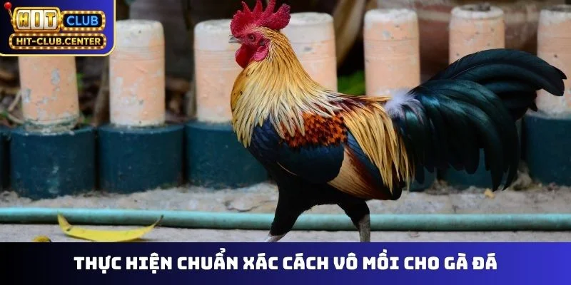 Thực hiện chuẩn xác cách vô mồi cho gà đá