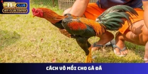 Cách Vô Mồi Cho Gà Đá