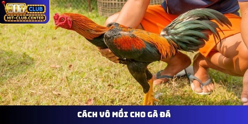 Cách Vô Mồi Cho Gà Đá