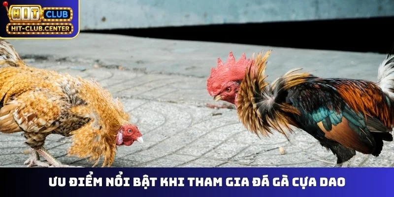 Ưu điểm nổi bật khi tham gia đá gà cựa dao