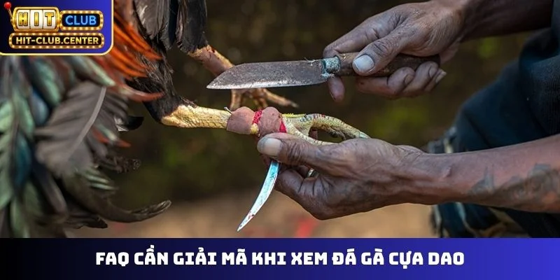 FAQ cần giải mã khi xem đá gà cựa dao