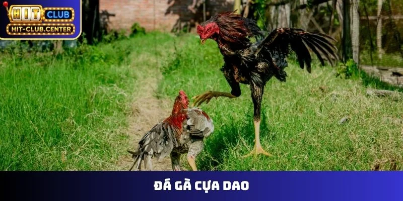 Đá Gà Cựa Dao