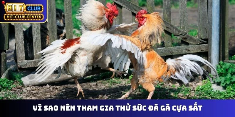 Vì sao nên tham gia thử sức đá gà cựa sắt