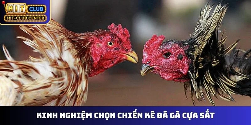Kinh nghiệm chọn chiến kê đá gà cựa sắt