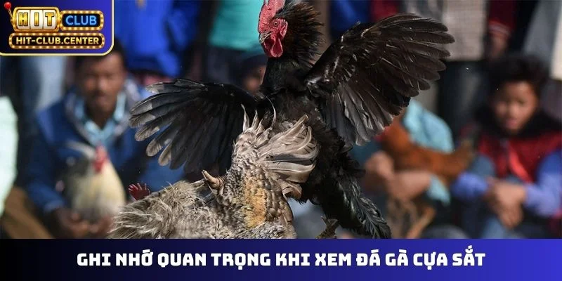 Ghi nhớ quan trọng khi xem đá gà cựa sắt