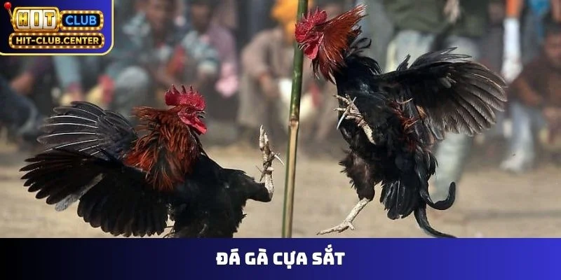 Đá Gà Cựa Sắt