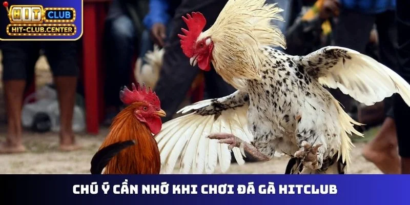 Chú ý cần nhớ khi chơi đá gà Hitclub