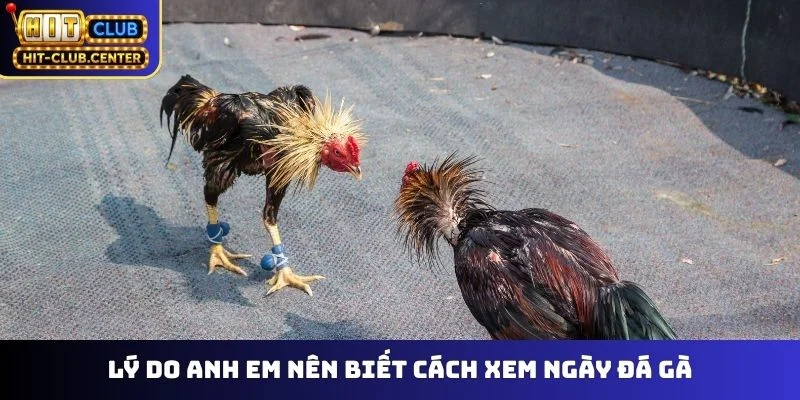 Lý do anh em nên biết cách xem ngày đá gà