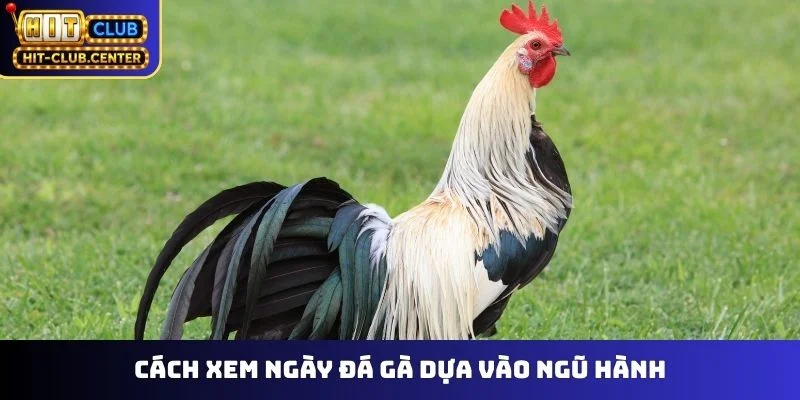 Cách xem ngày đá gà dựa vào ngũ hành