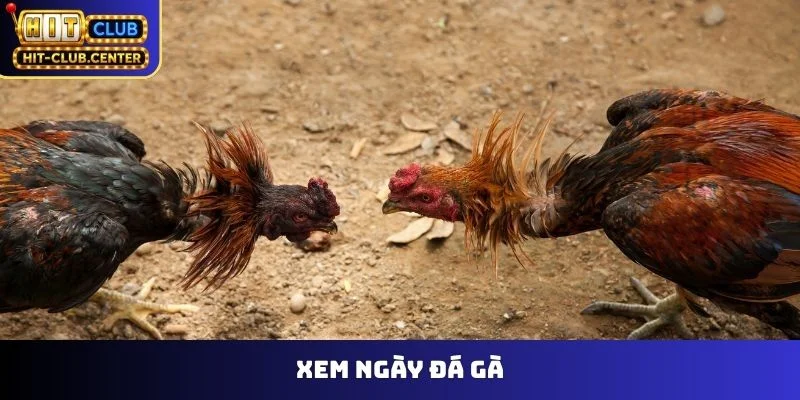 Xem Ngày Đá Gà